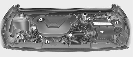 Hyundai Accent: Engine compartment. 1. Engine coolant reservoir